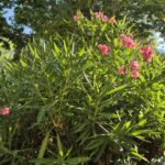 Camping Abri De Camargue - Bild 20