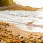 Camping Atlantica - Ciela Village - Bild 5