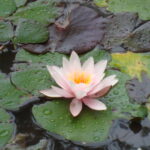 Camping Bockenauer Schweiz - Bild 5