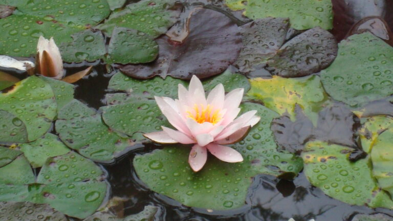 Camping Bockenauer Schweiz - Bild 5