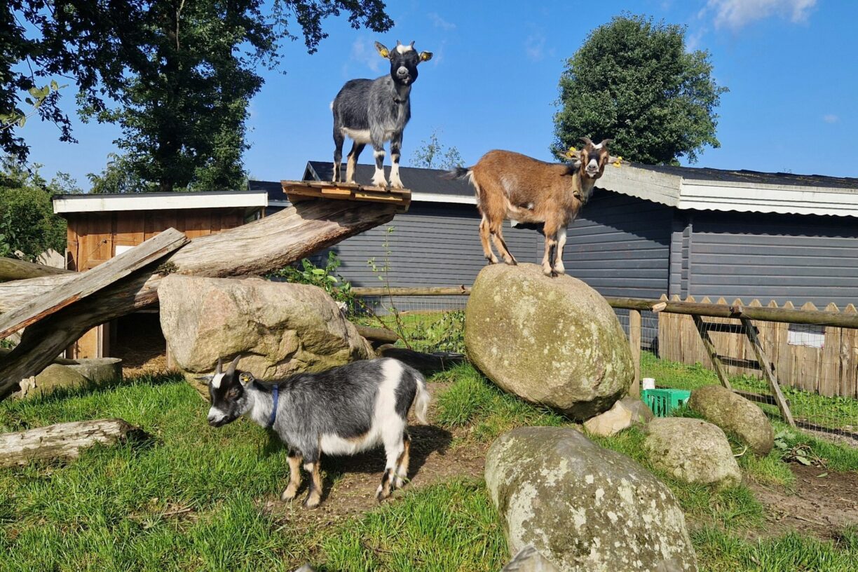 Camping Bøllingsø - Bild 20 Camping Bøllingsø - Bild 20