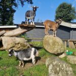 Camping Bøllingsø - Bild 20 Camping Bøllingsø - Bild 20