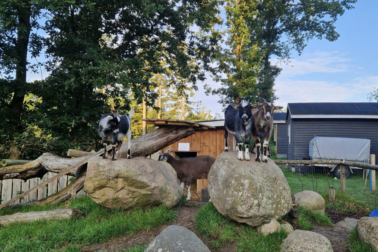 Camping Bøllingsø - Bild 6 Camping Bøllingsø - Bild 6