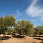 Camping Bor - Bild 7