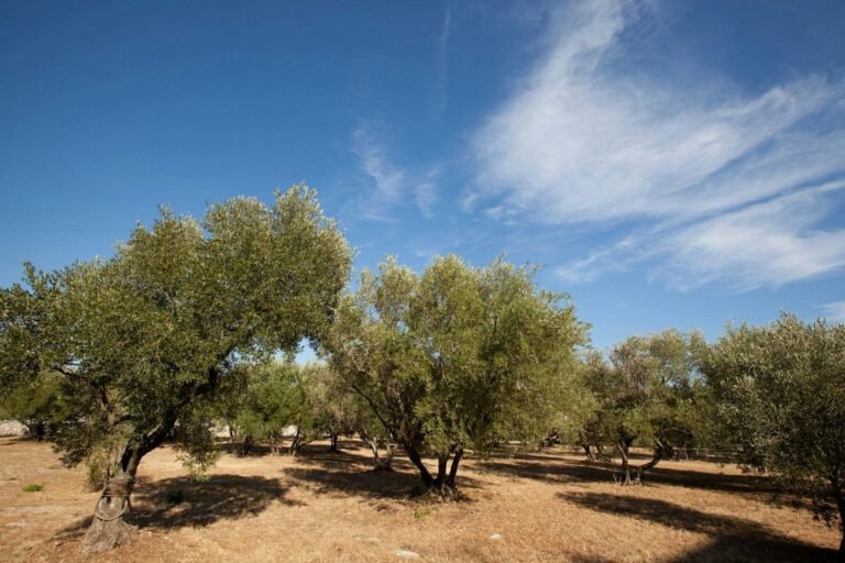 Camping Bor - Bild 7