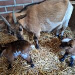 Camping Boszicht - Bild 16