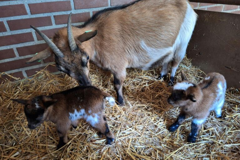 Camping Boszicht - Bild 16