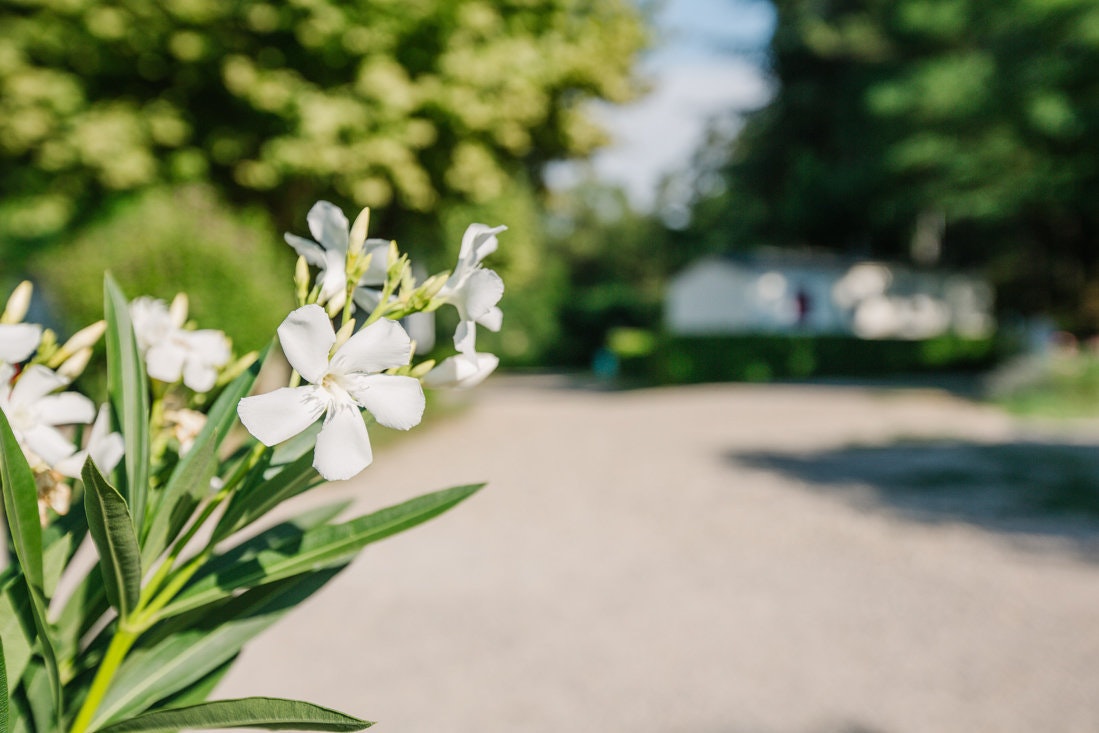 Camping Côté Vercors - Bild 20 Camping Côté Vercors - Bild 20