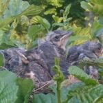 Camping De Chênefleur - Bild 11 Camping De Chênefleur - Bild 11