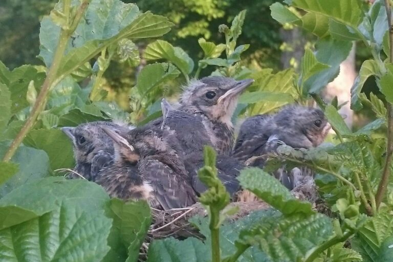 Camping De Chênefleur - Bild 11 Camping De Chênefleur - Bild 11