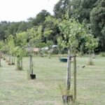 Camping De Heerlijkheid Vorenseinde - Bild 9