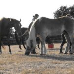 Camping De Kernéjeune - Bild 8 Camping De Kernéjeune - Bild 8