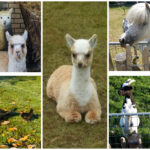 Camping De Muk - Bild 14