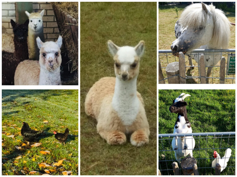 Camping De Muk - Bild 14