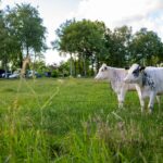 Camping De Oosterweide - Bild 18