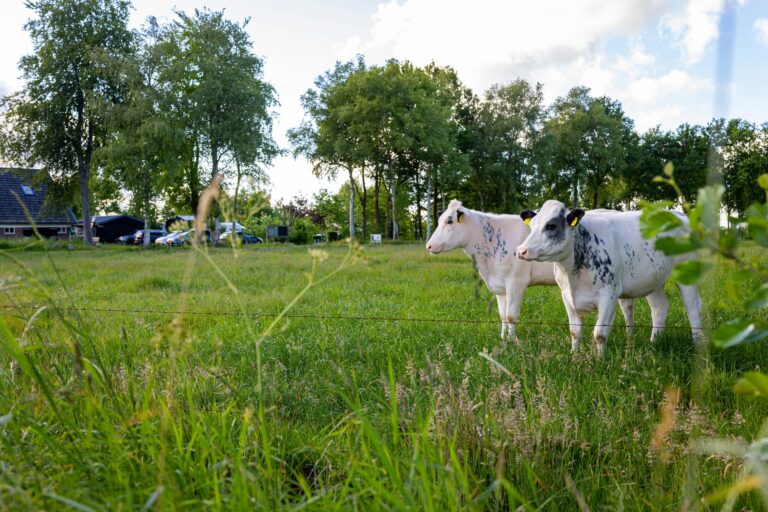 Camping De Oosterweide - Bild 18