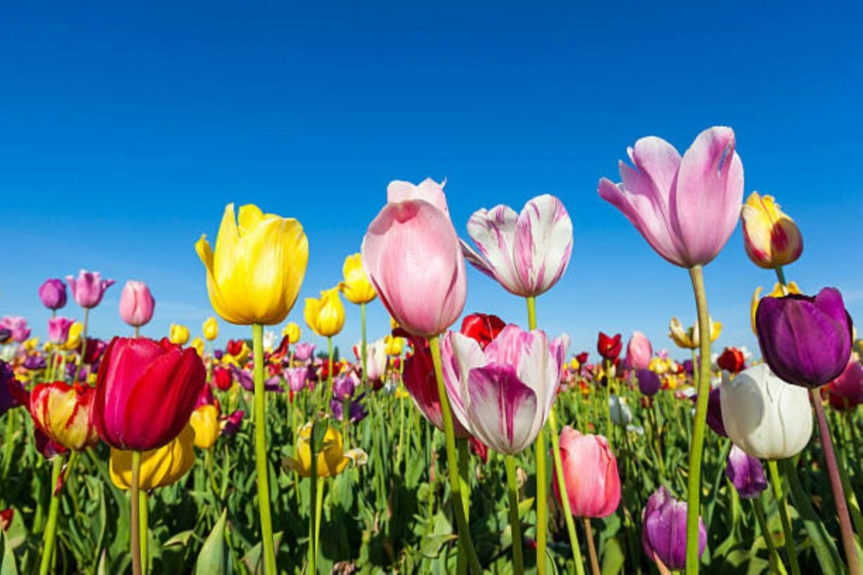 Camping De Watersnip - Bild 13 Camping De Watersnip - Bild 13