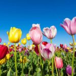 Camping De Watersnip - Bild 13 Camping De Watersnip - Bild 13