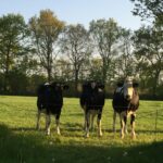 Camping De Wedze - Bild 6