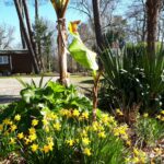 Camping Des Landes D'armagnac - Bild 19