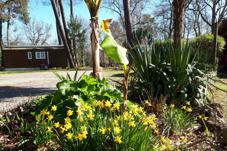 Camping Des Landes D'armagnac - Bild 19