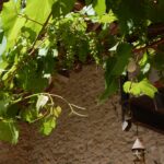 Camping Des Landes D'armagnac - Bild 20