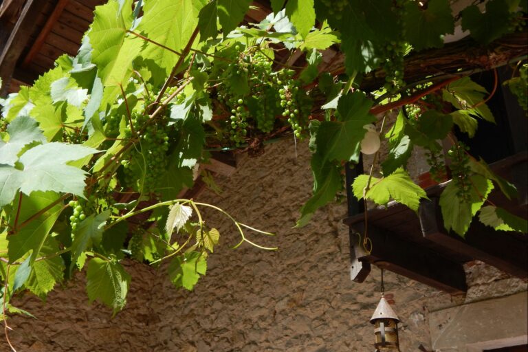 Camping Des Landes D'armagnac - Bild 20