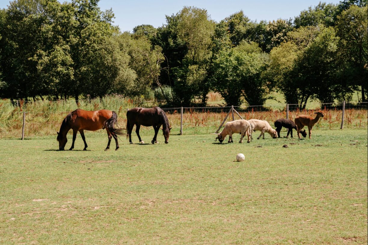 Camping Domaine De Kervallon - Bild 9 Camping Domaine De Kervallon - Bild 9