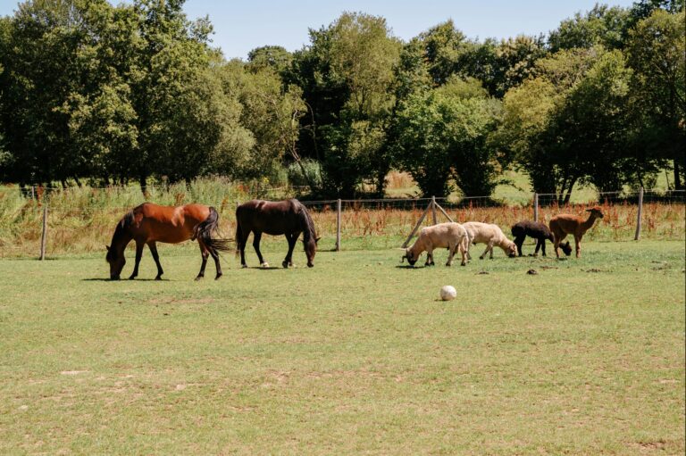 Camping Domaine De Kervallon - Bild 9 Camping Domaine De Kervallon - Bild 9