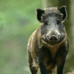 Camping Floreal La Roche En Ardenne - Bild 3