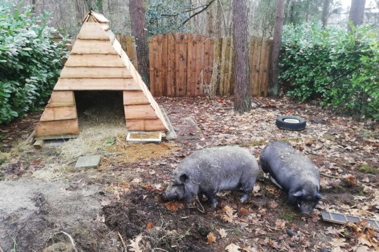 Camping Het Swinnenbos - Bild 11