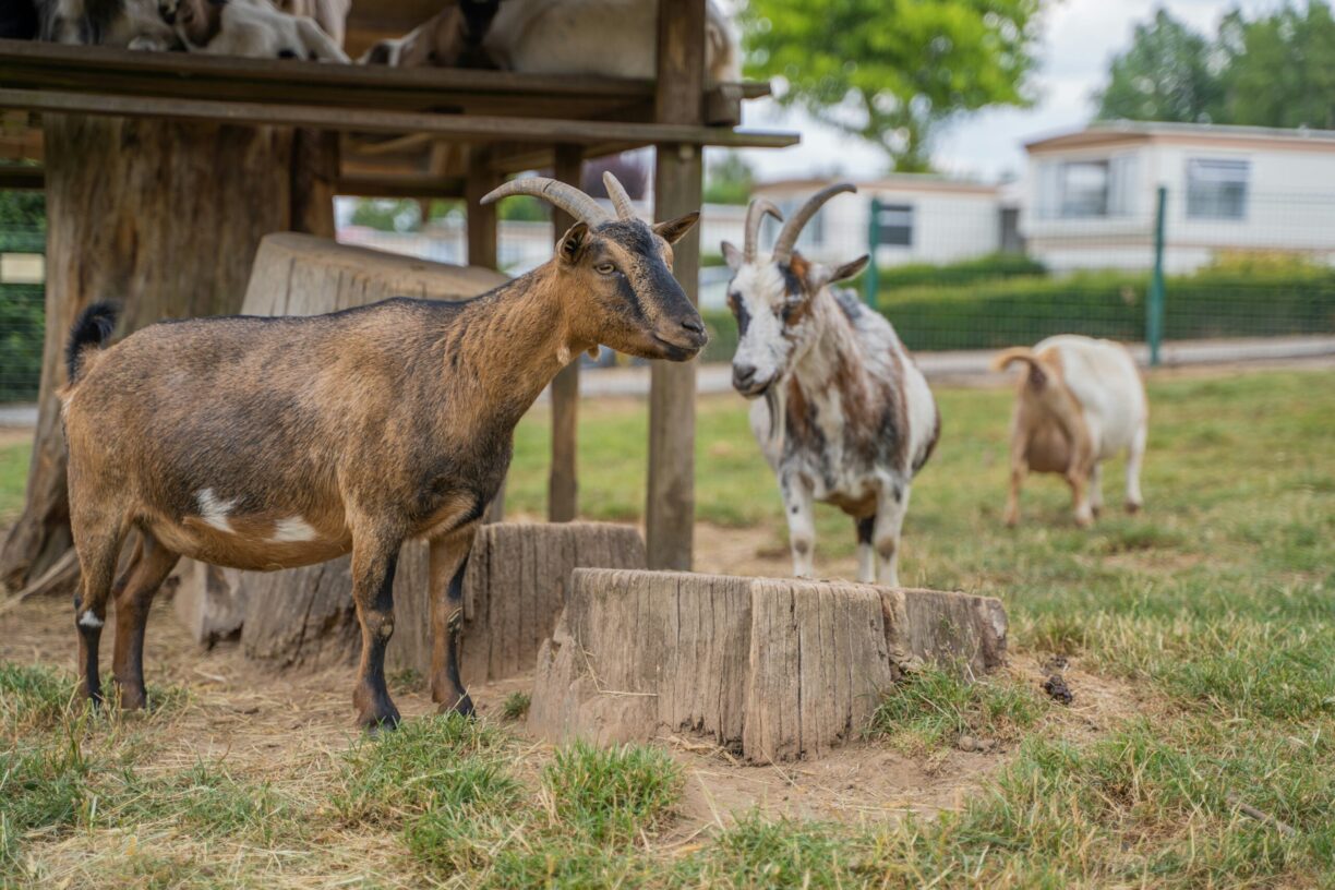 Camping Hohenbusch - Bild 19 Camping Hohenbusch - Bild 19