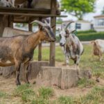 Camping Hohenbusch - Bild 19 Camping Hohenbusch - Bild 19