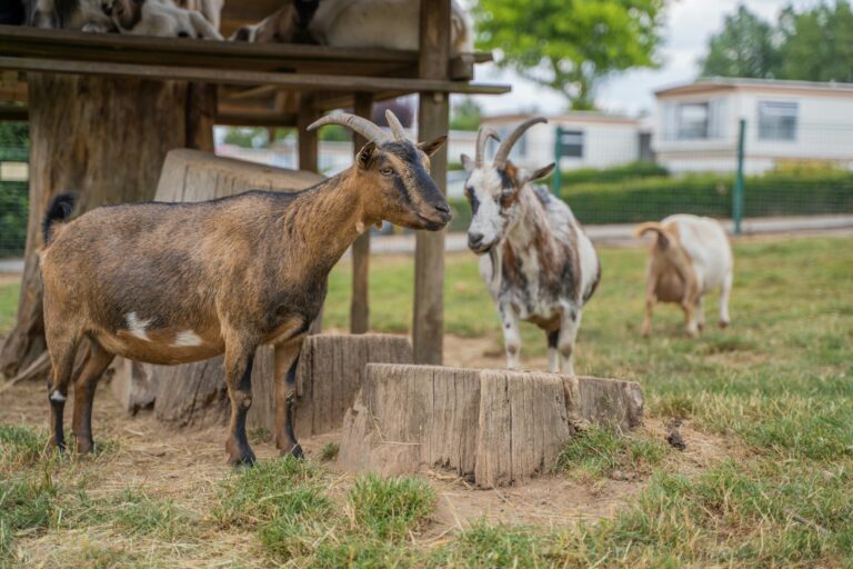 Camping Hohenbusch - Bild 19 Camping Hohenbusch - Bild 19