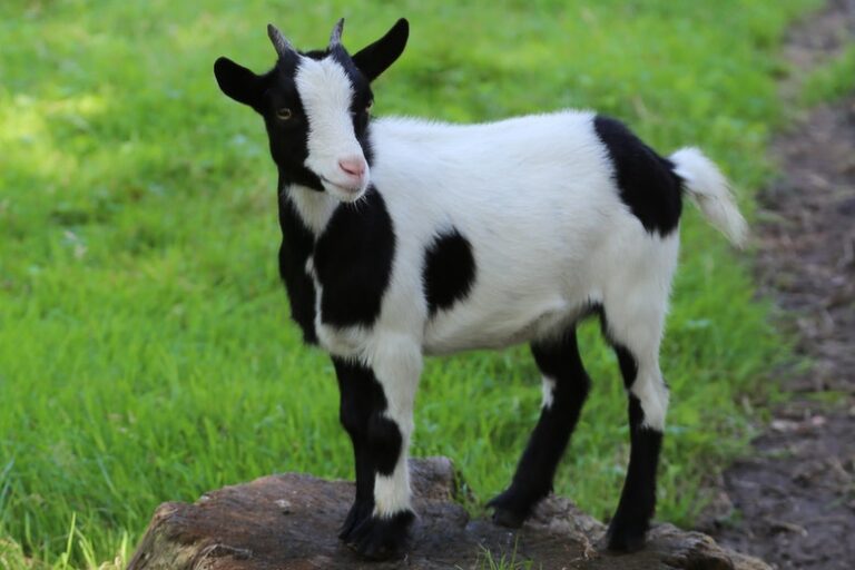 Camping Houtum - Bild 3