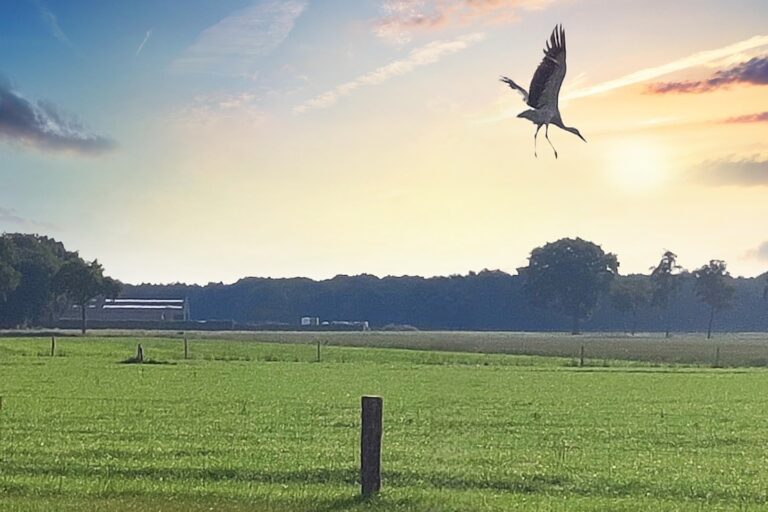 Camping Kempenstee - Bild 17