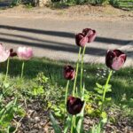 Camping La Belle Étoile - Bild 16