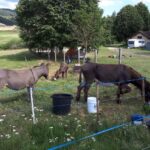 Camping La Cigale De L'allier - Bild 9