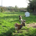 Camping La Ferme Du Bord De Mer - Bild 3 Camping La Ferme Du Bord De Mer - Bild 3