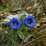 Camping La Genziana - Bild 20