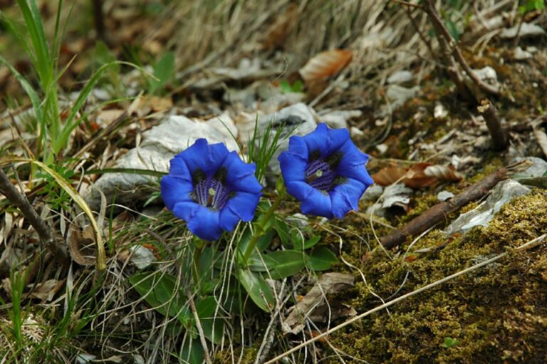 Camping La Genziana - Bild 20