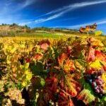 Camping La Grappe Fleurie - Bild 18