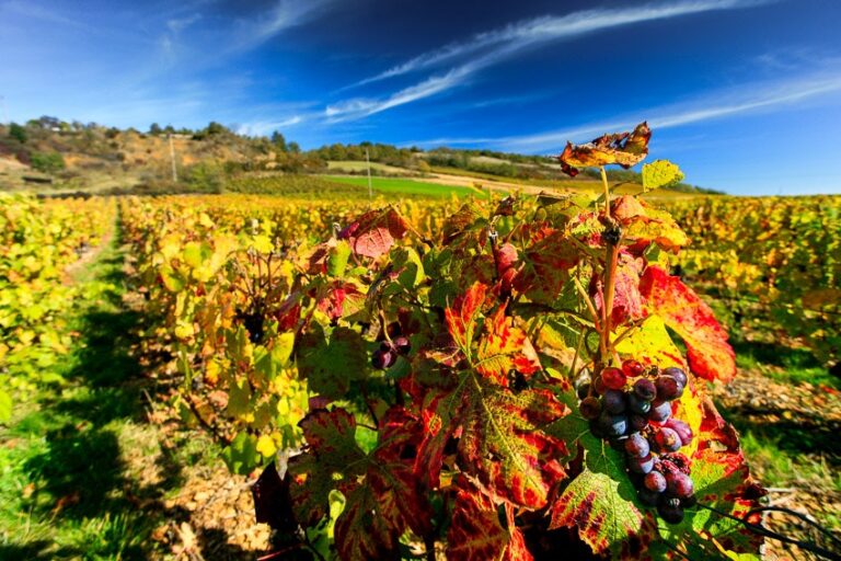 Camping La Grappe Fleurie - Bild 18