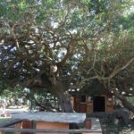 Camping La Liccia - Bild 7