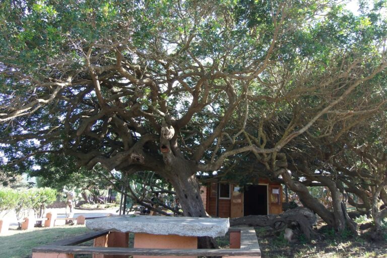 Camping La Liccia - Bild 7