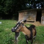 Camping La Pindière - Bild 11 Camping La Pindière - Bild 11