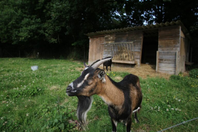 Camping La Pindière - Bild 11 Camping La Pindière - Bild 11