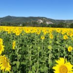 Camping La Rouvière Les Pins - Bild 14