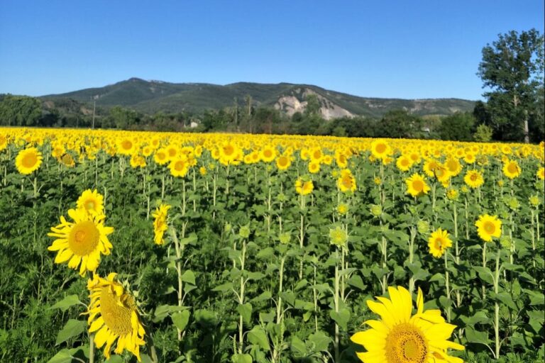 Camping La Rouvière Les Pins - Bild 14