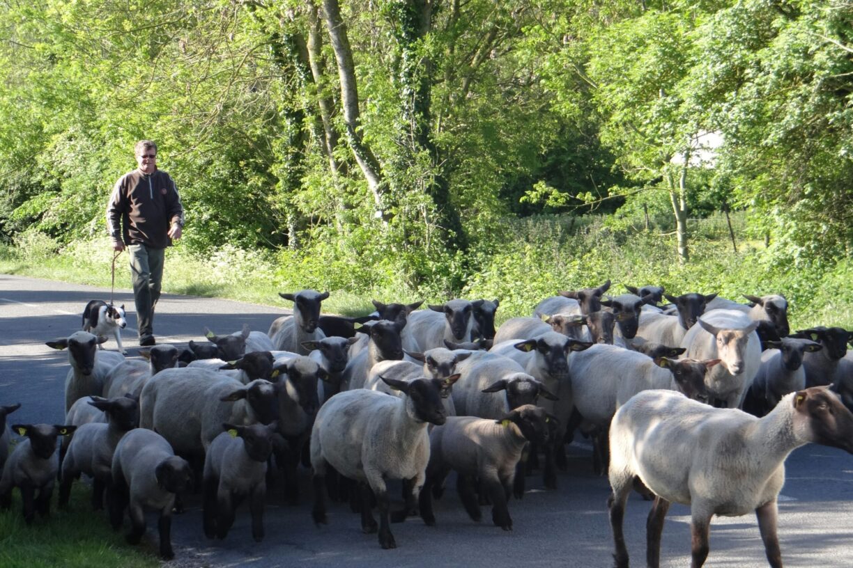 Camping La Safrière - Bild 9 Camping La Safrière - Bild 9